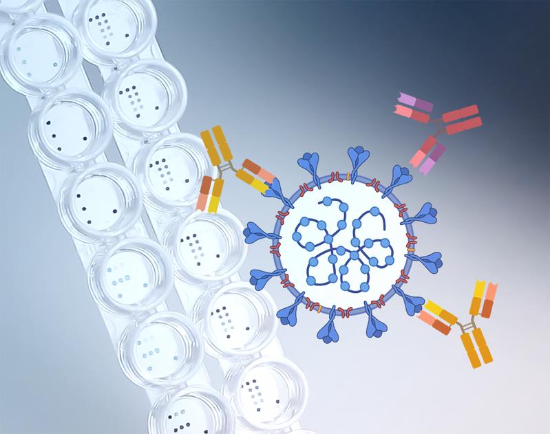 Mit einem Microarray (links) können InfectoGnostics-Forscher gleichzeitig Antikörper gegen SARS-CoV-2 (rechts) und gegen andere Infektionserreger detektieren.