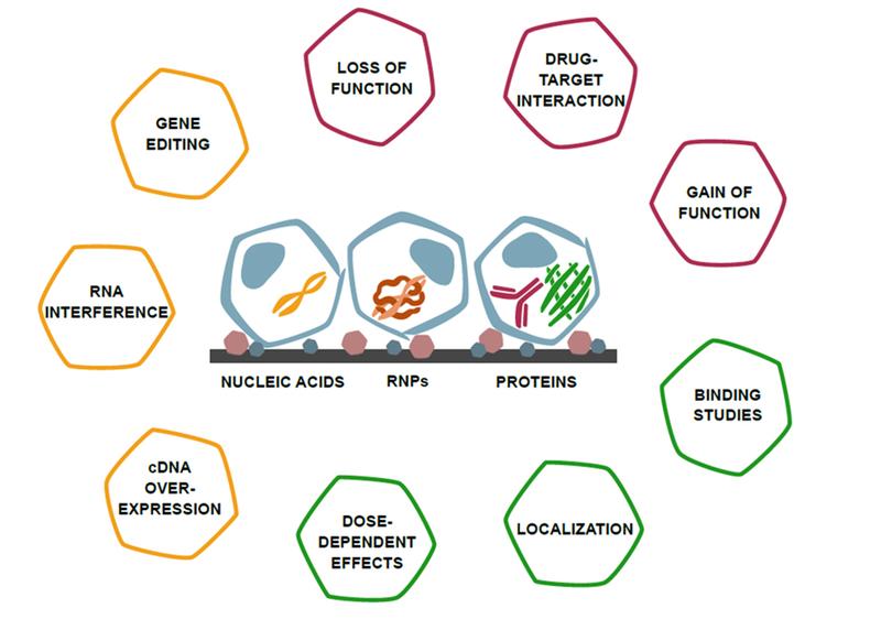 Mittels Festphasentransfektion ist es möglich, beliebige Moleküle in Zellen einzuschleusen. Neben der (klassischen) Transfektion von Nukleinsäuren ermöglicht die Methode das Einschleusen von großen Biomolekülen.