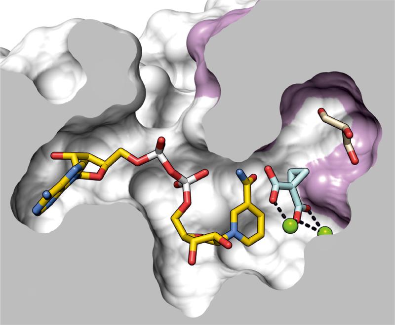 Aktives Zentrum des Enzyms BurG, das eine hoch reaktive chemische Verbindung bildet, die eine entscheidende Rolle bei Melioidose spielt.