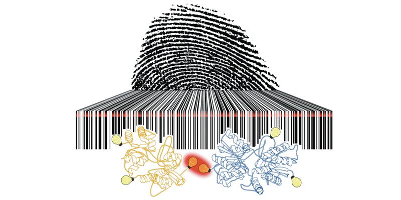 Image: The photoswitching rates of fluorescent dyes are as unique as a fingerprint and as readable as a barcode.
