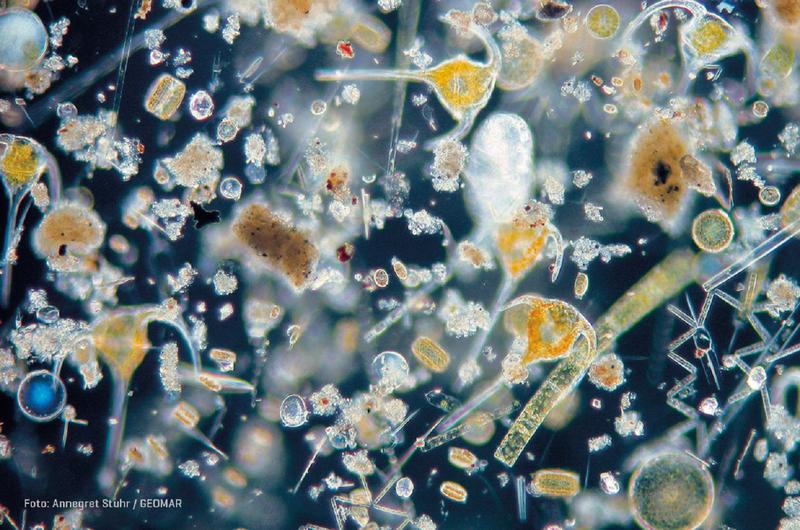 Phytoplankton.