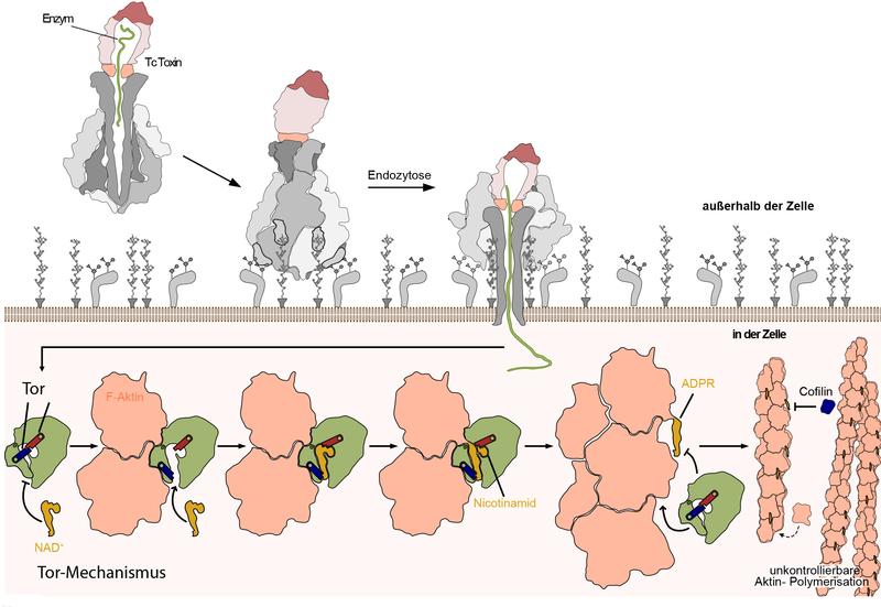 Nachdem das Tc-Toxin mittels Endozytose aufgenommen wurde, öffnet sich durch strukturelle Veränderungen im Komplex der Kokon mit dem toxischen Enzym, dass in die Zelle injiziert wird. Es faltet sich und bindet an F-Aktin, das verklumpt.