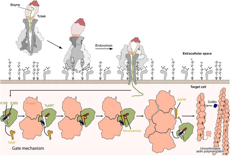 Tc toxin undergoes structural changes in the cell. The toxic enzyme is injected from the cocoon into the cell. It folds and binds to F-actin. The gate mechanisms drives the transfer of the ADP-ribose group, disturbing actin-depolymerization.