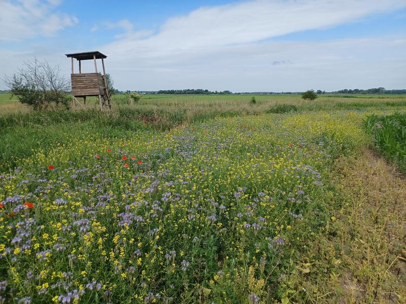 In Havelland, insect protection measures are being tested in a living laboratory, such as the cultivation of flowers in grassland.