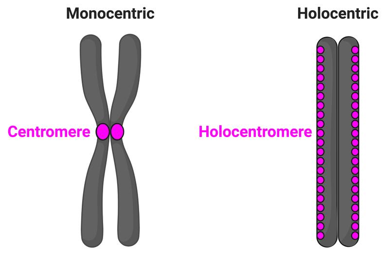 Im Gegensatz zu monozentrischen Chromosomen (links), bei denen ein einziges Zentromer die beiden Schwesterchromatiden miteinander verbindet, bestehen holozentrische Chromosomen (rechts) aus Hunderten von Zentromeren.