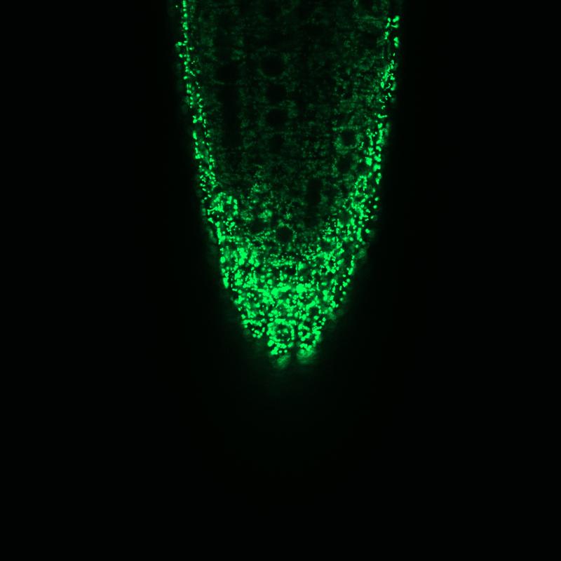 Mikroskopische Aufnahme der Mitochondrien in einer Wurzelspitze der Ackerschmalwand (Arabidopsis thaliana). Der Innenraum der Mitochondrien (Matrix) ist durch ein fluoreszierendes Protein markiert. 
