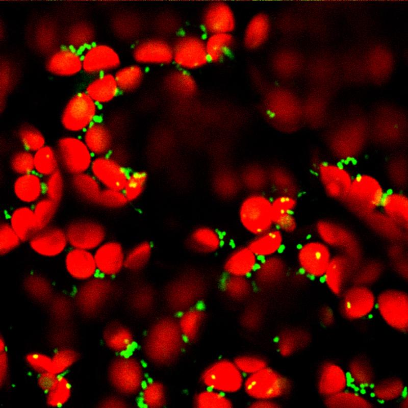 Mikroskopische Aufnahme der Mitochondrien (grün) und der Chloroplasten (rot) in Mesophyllzellen in einem Blatt der Ackerschmalwand (Arabidopsis thaliana). Der Innenraum der Mitochondrien (Matrix) ist durch ein fluoreszierendes Protein markiert.