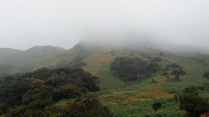 Nebelwälder in den Gebirgszügen Westindiens sind die Heimat vieler endemischer Arten.
