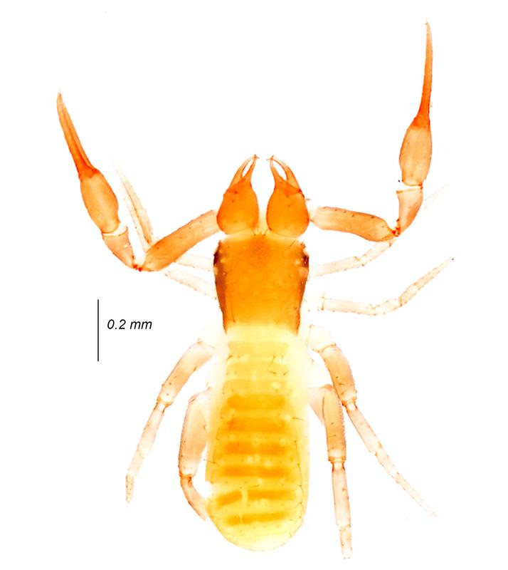 This study focuses on the evolutionary history of an ancient and widespread group of pseudoscorpions (tribe Tyrannochthoniini) in the Western Ghats.