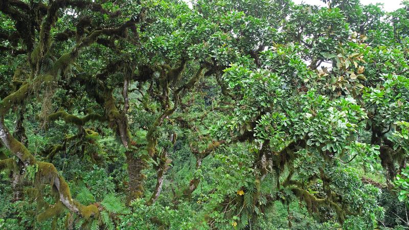 In den Tropen fungieren Bäume als Träger von Epiphyten (Aufsitzerpflanzen). Hier ein von zahlreichen Epiphyten bewachsener Baum der Spezies Entandrophragma excelsum am Kilimanjaro. 