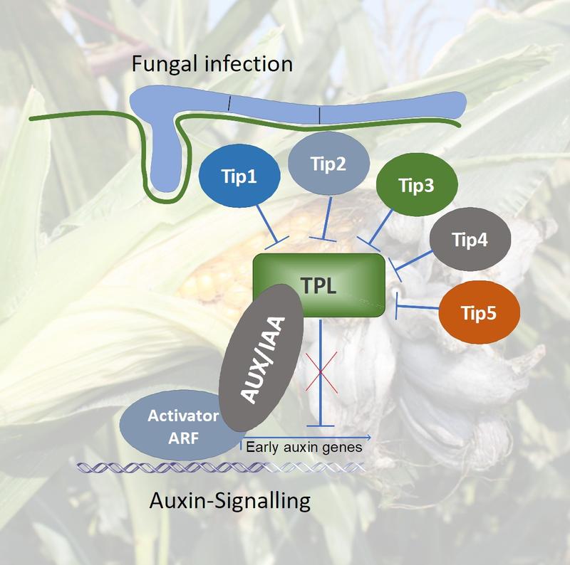 Das Molekül Topless (TPL) unterdrückt in der Pflanze normalerweise den Auxin-Signalweg (AUX). Die fünf Tip-Effektoren des Pilzes heben diese Hemmung auf, sodass die Maiszellen wachsen und sich teilen können.