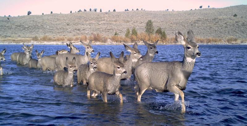 Eine Gruppe von Maultierhirschen bei der Überquerung eines Gewässers in Wyoming, USA.