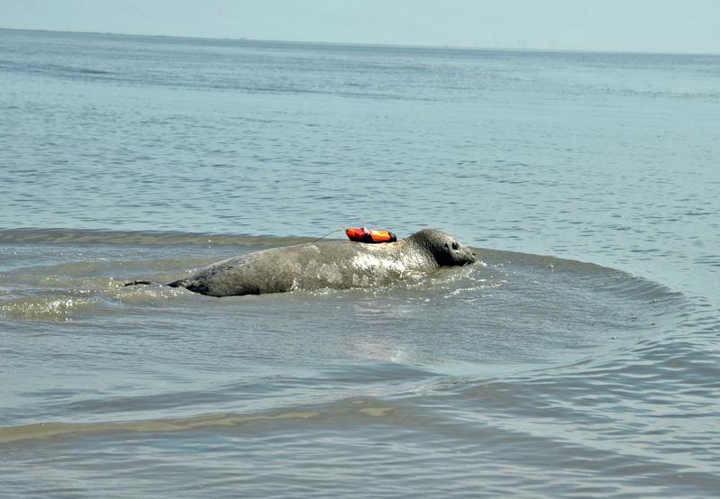 Seehund mit einer Kamera nach seiner Freilassung