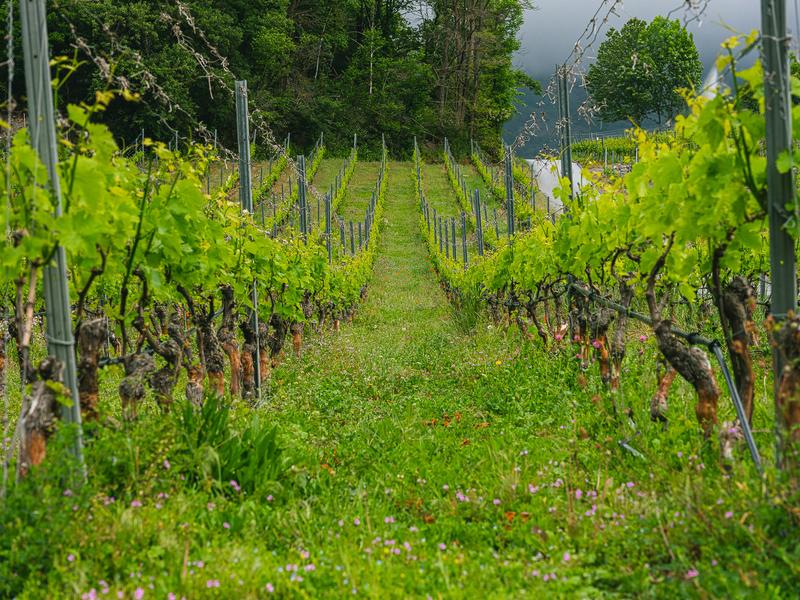 Beispiel eines biologisch bewirtschafteten Walliser Weinbergs mit wenig gestörter und artenreicher Bodenbegrünung.