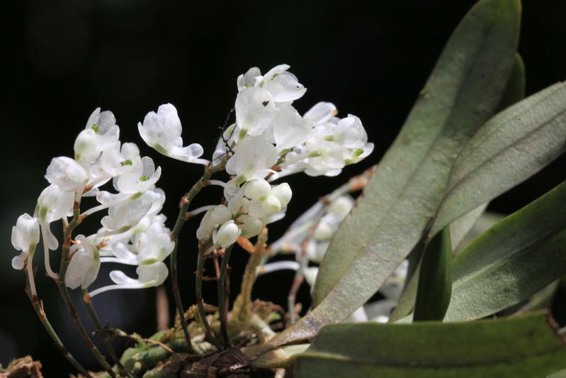 Charakteristisch für die neu entdeckte Orchideenart Rhipidoglossum pareense sind ihre zahlreichen glitzernden, vergleichsweise kleinen Blüten. 