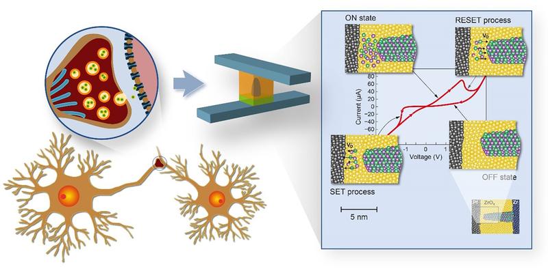 Das Bild zeigt schematisch die Verbindung zweier biologischer Neuronen über eine Synapse. Die biologischen Synapsen sollen durch memristive redox-aktive Bauelemente emuliert werden, wie auf der rechten Seite skizziert.