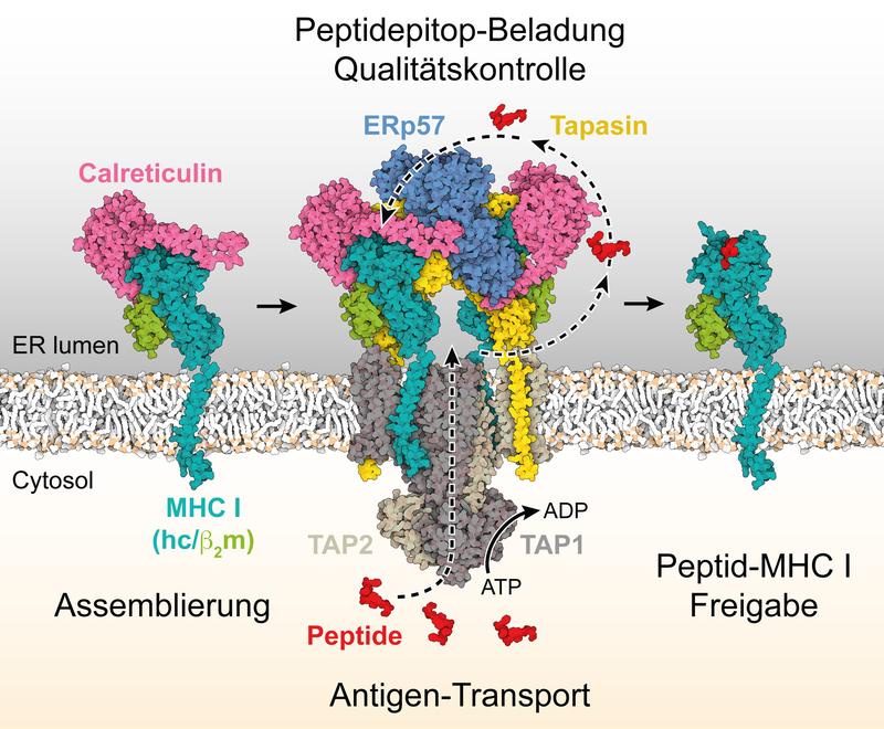 Mechanismus der MHC I-Assemblierung, Peptidepitop-Editierung und Qualitätskontrolle innerhalb des Peptidladekomplexes (PLC), der aus dem Antigen-Transportkomplex TAP1/2, den Chaperonen Calreticulin, ERp57 und Tapasin sowie MHC I-Molekülen besteht.