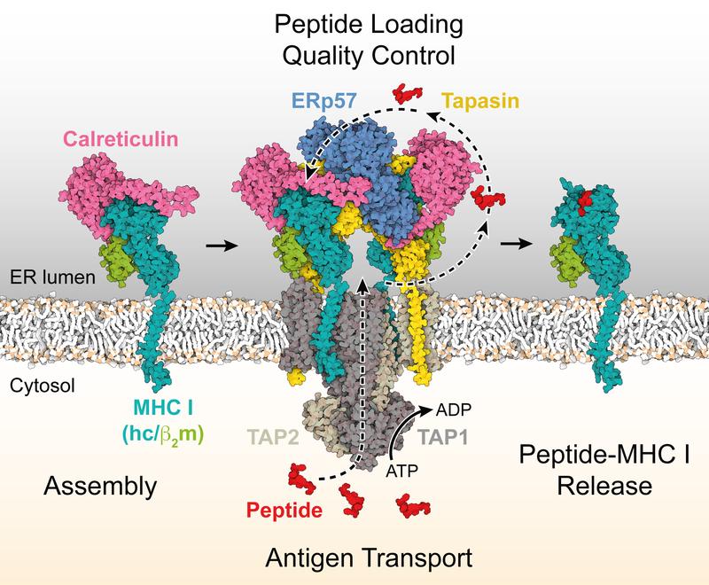 The fully assembled peptide loading complex machinery of antigen processing is formed by the antigen transport complex TAP1/2, the chaperones calreticulin, ERp57, and tapasin, and the heterodimeric MHC I (heavy and light chain in teal and green).