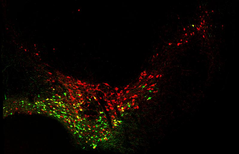Die Rotfärbung macht sämtliche dopaminergen Neuronen des Mittelhirns einer Maus sichtbar. Grün leuchten dagegen nur diejenigen dopaminergen Nervenzellen auf, die relativ spät in der Embryonalentwicklung entstanden sind. 