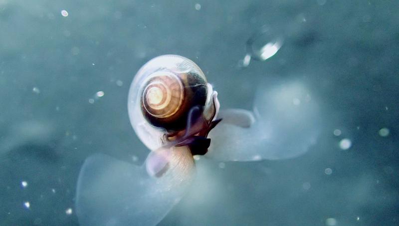 Seeschnecken – das Bild zeigt einen Pteropod – spielen eine wichtige Rolle im marinen Nahrungsnetz. Sie reagieren besonders empfindlich auf Erwärmung und Versauerung des Ozeans.