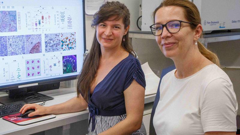 Dr. Ekaterina Pylaeva (links) und PD Dr. Jadwiga Jablonska bei der finalen Bearbeitung des Bildmaterials für ihre jüngst publizierte Studie.