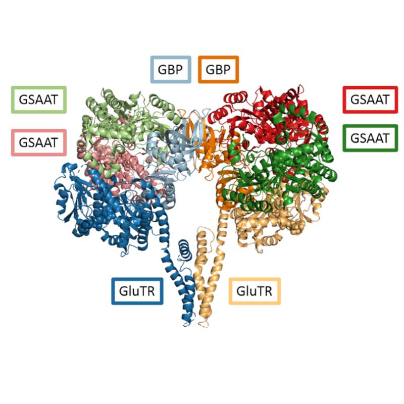 Pflanzen regulieren die Synthese von Chlorophyll durch eine Kontrolle der Enzyme: Modell des multimeren Proteinkomplexes