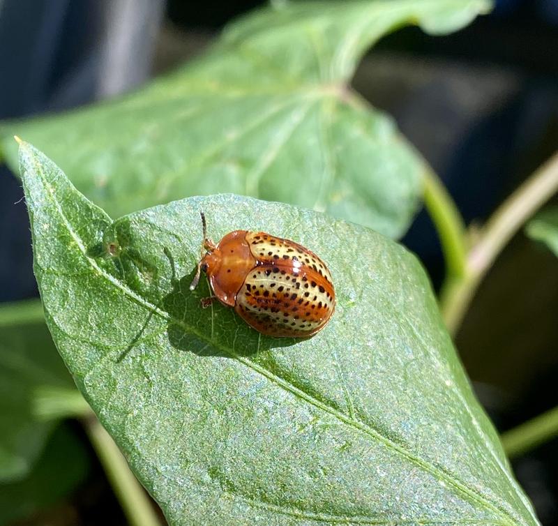 Leaf Beetle