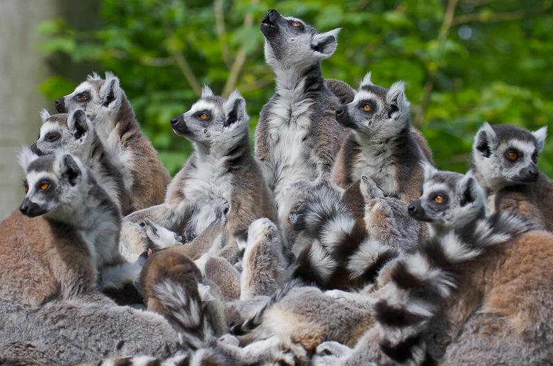 Je komplexer das Sozialsystem bei Lemuren ist, desto mehr Signale nutzen die Tiere zur Verständigung. 