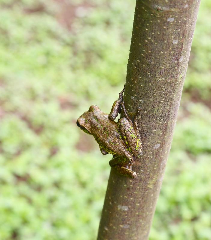Rhacophorus omeimontis 
