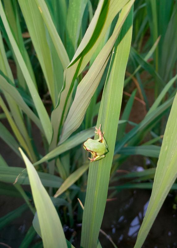 Hyla annectans wulingensis 