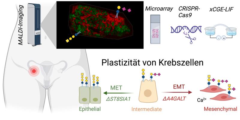 Glykolipide kennzeichnen Krebszellen: Die Verwendung von verschiedenen experimentellen Verfahren zeigte auf, dass Glykolipide spezifisch den Tumoranteil im Gewebe (grün) charakterisieren und die Plastizität von Zellen beeinflussen. Abbildung bioRENDER ers