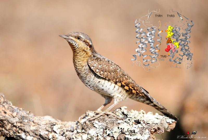 Wrynecks reversed their prior gain to sense sweet through an unexpected molecular change in the receptor.