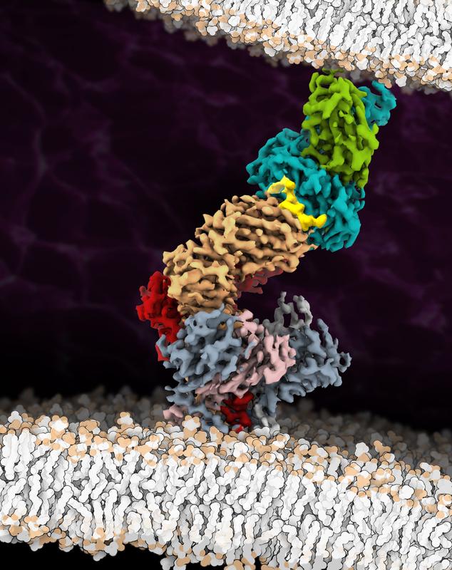 Die Kryo-EM-Struktur des vollständig zusammengesetzten T-Zell-Rezeptor (TCR)-Komplexes mit Tumor-assoziierten Peptid/MHC-Liganden. 
