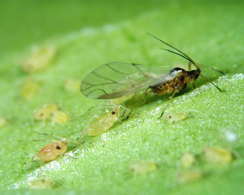 Die Grüne Pfirsichblattlaus (Myzus persicae) schädigt die Rübenpflanzen zwar kaum durch ihre Saugaktivität, jedoch übertragen die Insekten über ihren Speichel den Rübenvergilbungsvirus - dieser kann zu deutlichen Ertragsverlusten in der Kultur führen. 