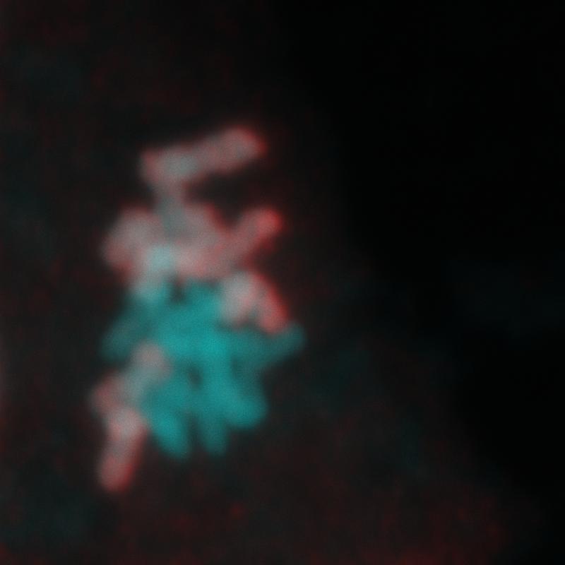 Chromosomen eines Marchantia-Embryos in der Metaphasenplatte während der Zellteilung.