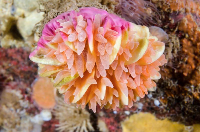 Die solitäre Kaltwasserkoralle Desmophyllum dianthus im Comau Fjord, Chile 