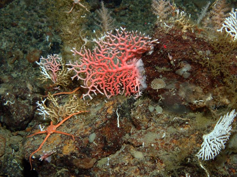 Mithilfe von winzigen Flimmerhärchen können Korallen die Strömungsverhältnisse in ihrer Umgebung beeinflussen und sich so vor schädlichen Sauerstoffkonzentrationen schützen