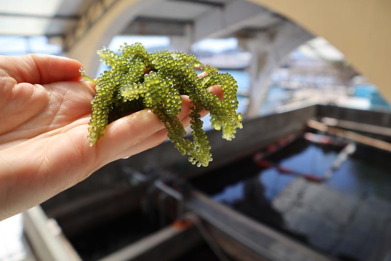 Sea grapes, here from an aquaculture in Vietnam 