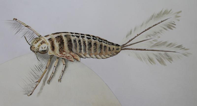 Reconstruction of Triassic mayfly larva Vogesonympha ludovici during filtration