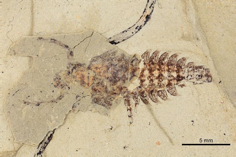 The Triassic mayfly larva Vogesonympha ludovici