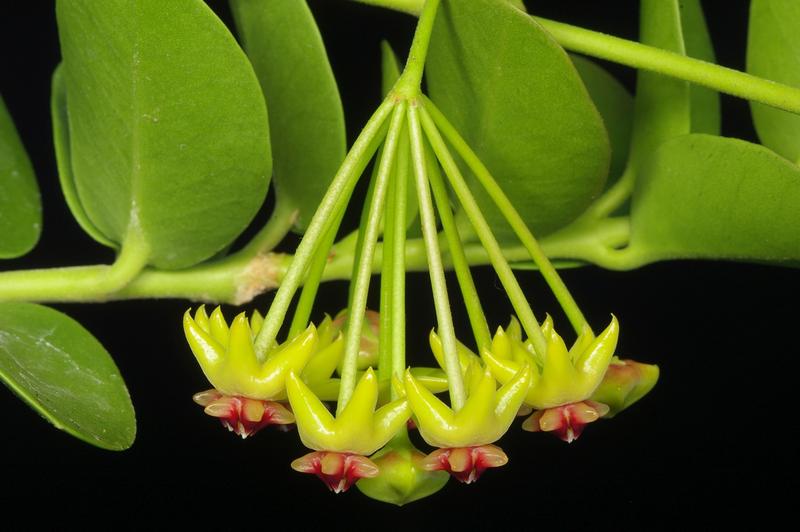 Wax flower (Hoya cumingiana).