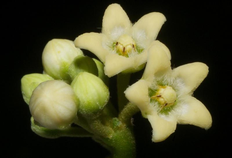The medicinal plant Cundurango (Ruehssia cundurango).
