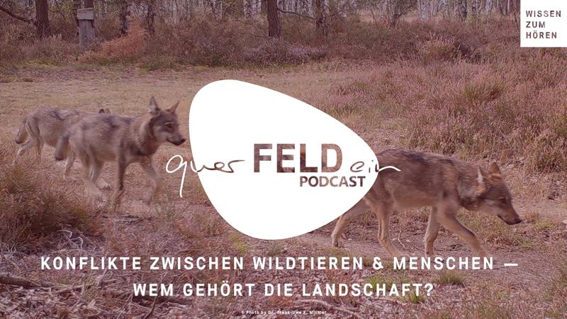 In der neuen Podcastfolge stellen wir Dr. Christian Kiffner die Frage: Wie gehen wir mit Konflikten zwischen Wildtieren und Menschen um?