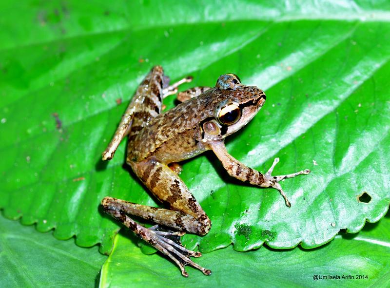 The genus of Sumatran Cascade Frogs Wijayarana studied by the researchers.