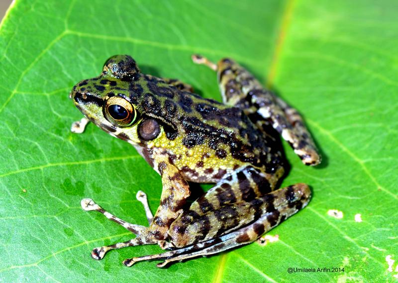 The genus of Sumatran Cascade Frogs Sumaterana studied by the researchers.