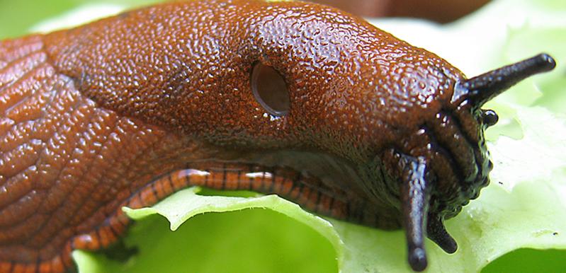 Die „Spanische“ Wegschnecke (Arion vulgaris) breitet sich in Europa immer weiter aus. Für ihr enormes Ausbreitungs- und Schädlingspotential könnte eine besonders hohe Anzahl so-genannter „springender“ Genabschnitte die Grundlage sein.