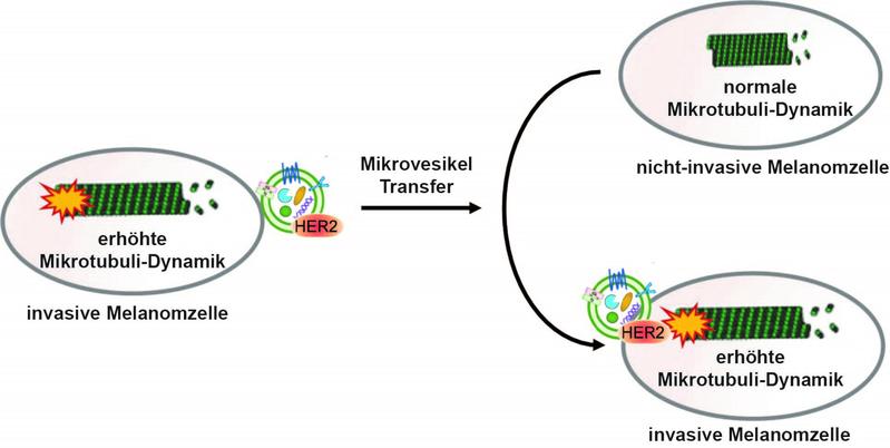 Das Ergebnis der Studie: eine erhöhte Dynamik von Mikrobuli vermittelt die Zellinvasivität von Melanomzellen und kann durch HER2-haltige Mikrovesikel von invasiven auf nicht-invasive Krebszellen übertragen werden.