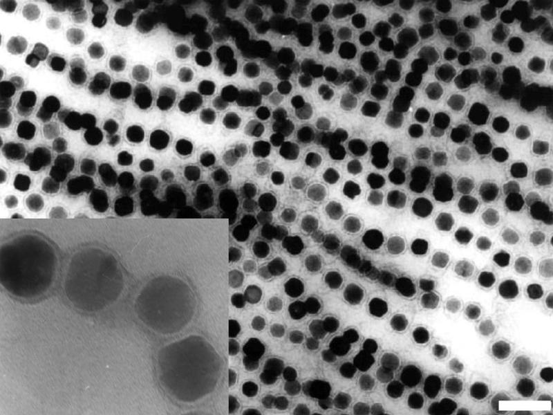 Elektronenmikroskopische Aufnahme von Magnetosomenkristallen, die aus magnetischen Bakterien isoliert wurden (weißer Balken: 100 nm). Links die membranumhüllten Partikel in höherer Vergrößerung.