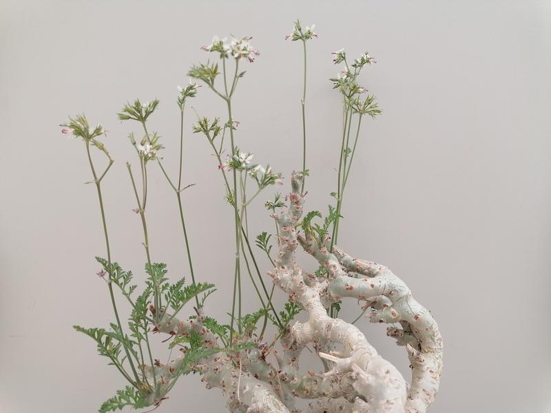 Die Wildart Pelargoninium chrithmifolium aus der JKI-Sammlung Quedlinburg.