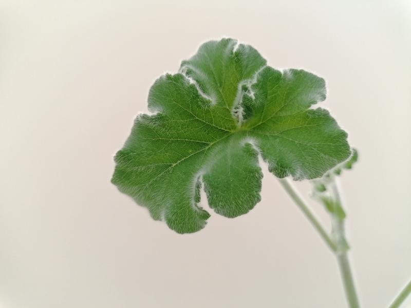 Die behaarten Blätter von Pelargonium tometosum zeugen von der südafrikanischen Herkunft der Zierpflanzengattung.